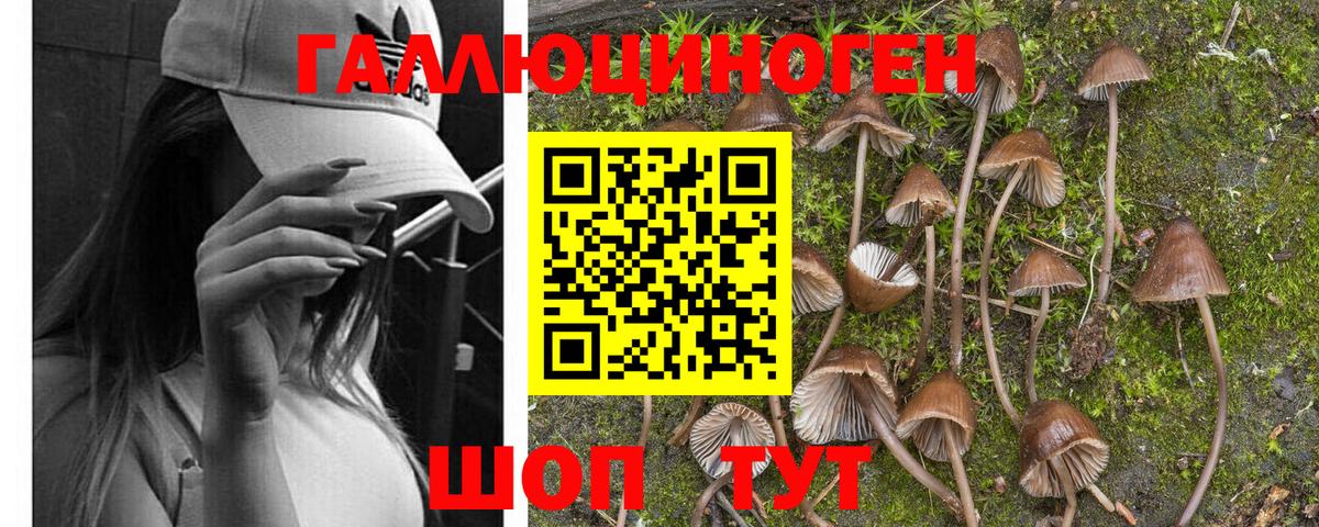 Псилоцибиновые грибы Psilocybe Серпухов
